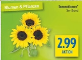 Sonnenblumen Angebote bei diska Dresden für 2,99 €