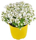 Staude Angebote bei Penny Dülmen für 1,99 €