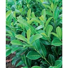 Laurier palme 'Rotundifolia' en promo chez Carrefour Boulogne-Billancourt à 4,99 €