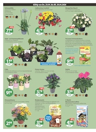 Pflanzen im V-Markt Prospekt "V-Markt einfach besser einkaufen" auf Seite 22