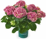 Hagebaumarkt Nackenheim - Hortensie Angebot im Prospekt Hortensie bei Hagebaumarkt im Nackenheim Prospekt für 11,99 €