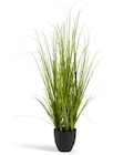 JYSK Kunstpflanze MARKUSFLUE H150cm grünes Gras von JYSK im aktuellen JYSK Prospekt für 30,00 €