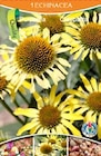 Echinacea oder Hosta Funkie Angebote von Echinacea oder Hosta Funkie bei Thomas Philipps Hanau für 2,22 €