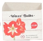 Aktuelles Gewachste Amarylliszwiebel Angebot bei Penny in Essen ab 5,99 €