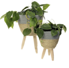 Pflanztopf von  im aktuellen ROLLER Prospekt für 9,99 €