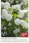 Schneeballhortensie Annabelle im aktuellen Pflanzen Kölle Prospekt