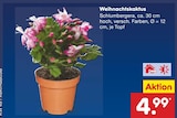 Weihnachtskaktus Angebote bei Netto Marken-Discount Koblenz für 4,99 €