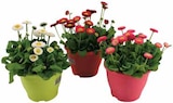 Promo Pâquerette Bellis Perennis Pot 10 cm à 1,89 € dans le catalogue Intermarché à Lavancia-Epercy