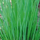 BOTANIC®-Ciboulette Bio. Le pot de 2,5 litres - BOTANIC® à 9,49 € dans le catalogue Botanic