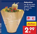 Kalanchoe im Angebot bei Netto Marken-Discount in Erfurt Kalanchoe Angebote bei Netto Marken-Discount Erfurt für 2,99 €