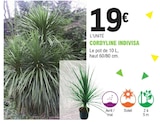 E.Leclerc Le Pian-Médoc - Promo Cordyline Indivisa Promo Cordyline Indivisa à 19,00 € dans le catalogue E.Leclerc à Le Pian-Médoc