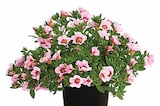 Aktuelles MINIHÄNGEPETUNIE ‘ROSENAUGE’ Angebot bei Dehner Garten-Center in Mannheim ab 3,99 €