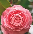 Camélia de jardin - ECLOZ en promo à 25,99 € chez Jardiland Camélia de jardin - ECLOZ dans le catalogue Jardiland