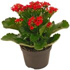 Aktuelle Blumen Angebote bei REWE in Bielefeld Aktuelles Flammendes Käthchen Angebot bei REWE in Bielefeld ab 1,99 €