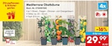 Mediterrane Obstbäume im Angebot bei Netto Marken-Discount in Memmingen Mediterrane Obstbäume Angebote bei Netto Marken-Discount Memmingen für 29,99 €