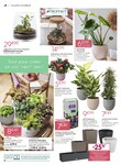 Plantes Plantes