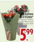 Topfrose in Filztüte von  im aktuellen EDEKA Prospekt für 5,99 €