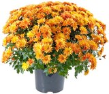 Aktuelle Blumen Angebote bei REWE in Krefeld Aktuelles Chrysanthemenbusch XL Angebot bei REWE in Krefeld ab 8,00 €