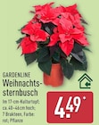 Weihnachtssternbusch im ALDI Nord Prospekt Weihnachtssternbusch von Gardenline im aktuellen ALDI Nord Prospekt für 4,49 €