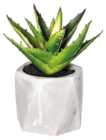 Plante grasse pot ciment H.14cm en promo chez Maxi Bazar Rueil-Malmaison à 2,99 €