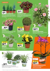 Aktueller OBI Prospekt mit Orchidee, "BIBERSTARK SPAREN", Seite 14