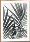 Druck im Holzrahmen 'Palm Leafs' Angebot in Heubach Druck im Holzrahmen 'Palm Leafs' im aktuellen Prospekt bei BAUHAUS in Heubach