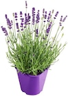Lavendel von  im aktuellen Penny Prospekt für 3,33 €