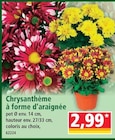 Chrysanthème à forme d'araignée - Norma à Metz Chrysanthème à forme d'araignée en promo chez Norma Metz à 2,99 €