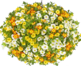Sommerblumen Potpourri bei OBI im Marburg Prospekt für 7,99 €