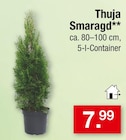 Aktuelles Thuja Smaragd Angebot bei Zimmermann in Hannover ab 7,99 €