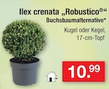 Aktuelles Ilex crenata 'Robustico' Angebot bei Zimmermann in Hannover ab 10,99 €