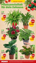 Zimmerpflanzen im Penny Prospekt in Würzburg Aktueller Penny Prospekt mit Zimmerpflanzen, "Wer günstig will, muss Penny.", Seite 30