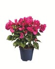 Bougainvillea am Spalier Angebot in Iserlohn Bougainvillea am Spalier im aktuellen Prospekt bei Lidl in Iserlohn