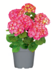Aktuelle Hortensie Angebote bei toom Baumarkt in Dresden Aktuelles Bauernhortensie Angebot bei toom Baumarkt in Dresden ab 12,99 âŹ