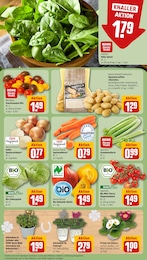 Gartenbepflanzung im REWE Prospekt "Dein Markt" auf Seite 7