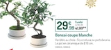 Promo Bonsaï coupe blanche à 29,99 € dans le catalogue Botanic à Mouans-Sartoux