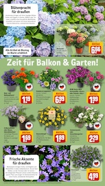 Pflanzen im REWE Prospekt in Essen Aktueller REWE Prospekt mit Pflanzen, "Dein Markt", Seite 14