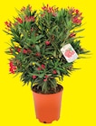 Laurier-Rose en promo chez Hyper U La Rochelle à 19,95 €