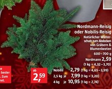 Nordmann-Reisig oder Nobilis-Reisig bei BAUHAUS in Saarlouis Nordmann-Reisig oder Nobilis-Reisig im Angebot bei BAUHAUS Saarlouis