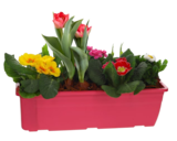 Jardinière fleurie en promo chez Lidl Le Havre à 15,99 €