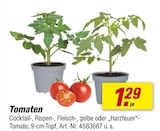 Aktuelles Tomaten Angebot bei toom Baumarkt in Stuttgart ab 1,29 €
