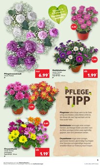 Blumen im aktuellen Kaufland Prospekt (Osnabrück) Blumen im Kaufland Prospekt "Aktuelle Angebote" mit 54 Seiten (Osnabrück)
