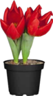 Aktuelles Tulpen-Mix Angebot bei OBI in Mannheim ab 1,49 €