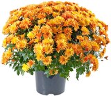 Chrysanthemenbusch XL im Angebot bei REWE in Jena Chrysanthemenbusch XL Angebote von REWE Beste Wahl bei REWE Jena für 4,44 €