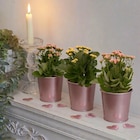 Kalanchoe - Carrefour à Nîmes Kalanchoe en promo chez Carrefour Nîmes à 2,89 €