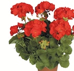 Aktuelles Geranien hängend o. stehend Angebot bei Wreesmann in Dresden ab 0,99 €