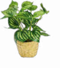 Aktuelle Zimmerpflanzen Angebote bei Netto Marken-Discount in Duisburg Aktuelles Philodendron Angebot bei Netto Marken-Discount in Duisburg ab 4,99 €