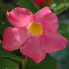 BOTANIC®-Dipladénia buisson - La jardinière de 40 cm à Botanic dans Seyssins BOTANIC®-Dipladénia buisson - La jardinière de 40 cm à Botanic dans Seyssins