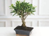 Bonsai 5 ans en promo chez Super U Nancy à 10,99 €