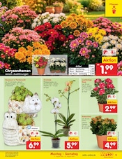 Chrysantheme im Netto Marken-Discount Prospekt in Potsdam Aktueller Netto Marken-Discount Prospekt mit Chrysantheme, "Aktuelle Angebote", Seite 11